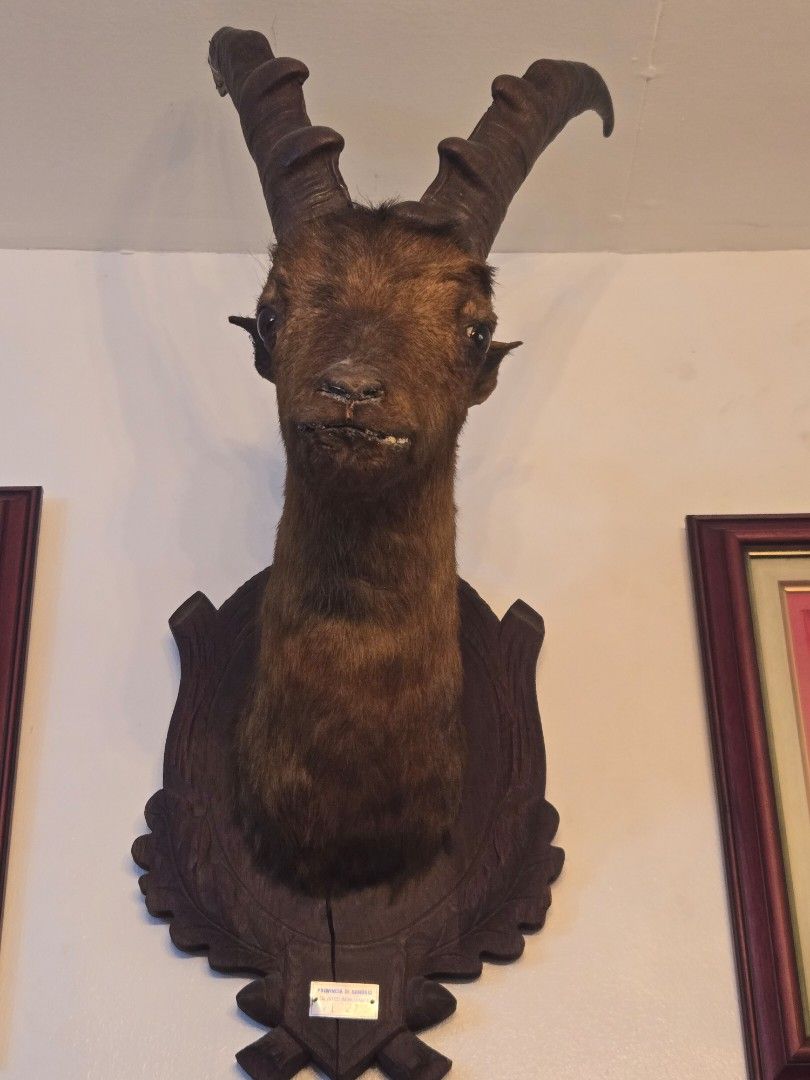 Authentic Deer Taxidermy from Italy (Category: Figurines & Statues) located in Makati City. Submitted by ClothesAndStuff (Listing ID 1371604679, Image 1). Description: .