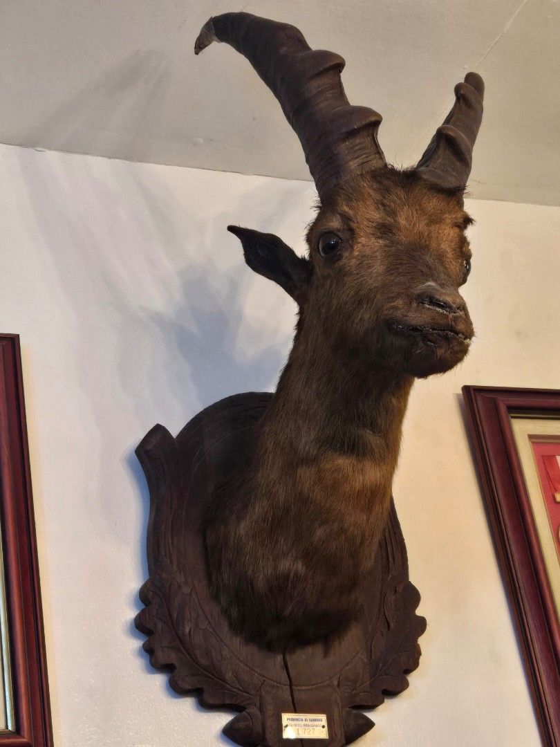 Authentic Deer Taxidermy from Italy (Category: Figurines & Statues) located in Makati City. Submitted by ClothesAndStuff (Listing ID 1371604679, Image 3). Description: .