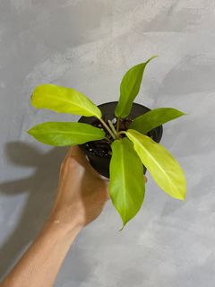 (Category: ) located in . Submitted by pgwplants (Listing ID 1371689298, Image 1). Description: .