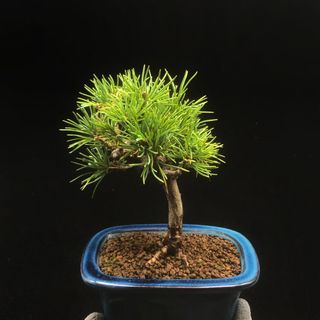 五針松出售| 植物及種子| Carousell Hong Kong