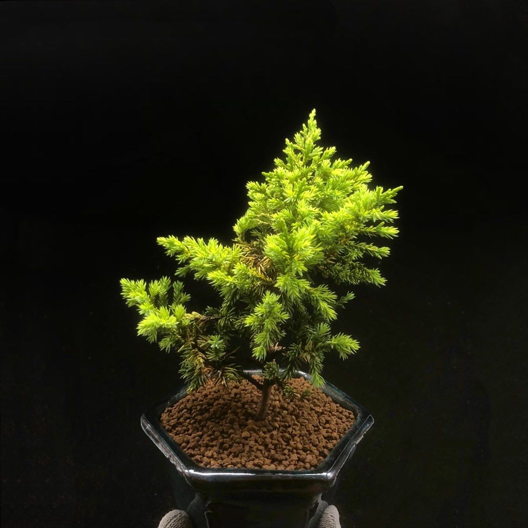 盆栽　黄金真柏