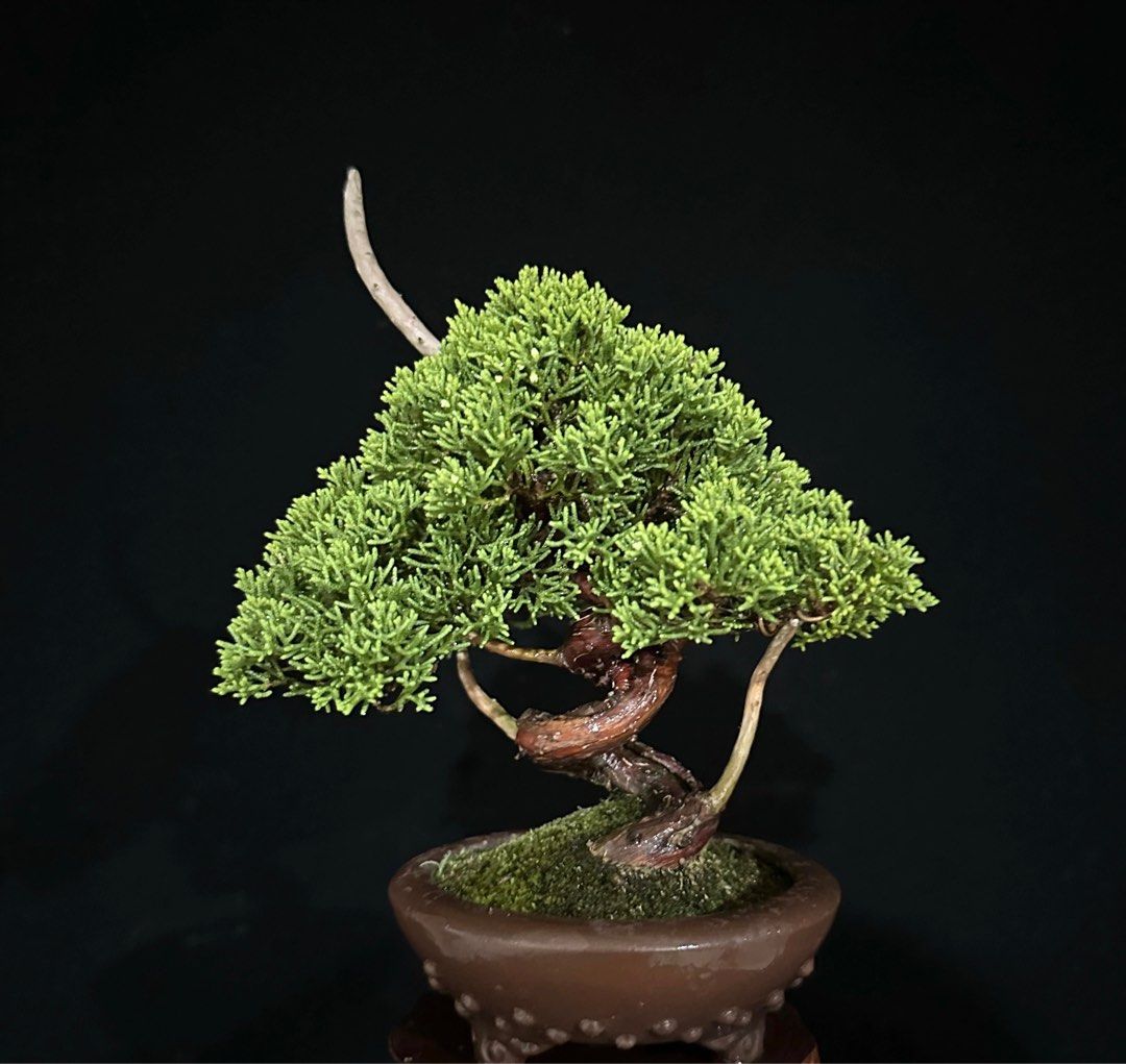 盆栽素材 真柏8 真柏8 成長中♥ 真柏（しんぱく）│