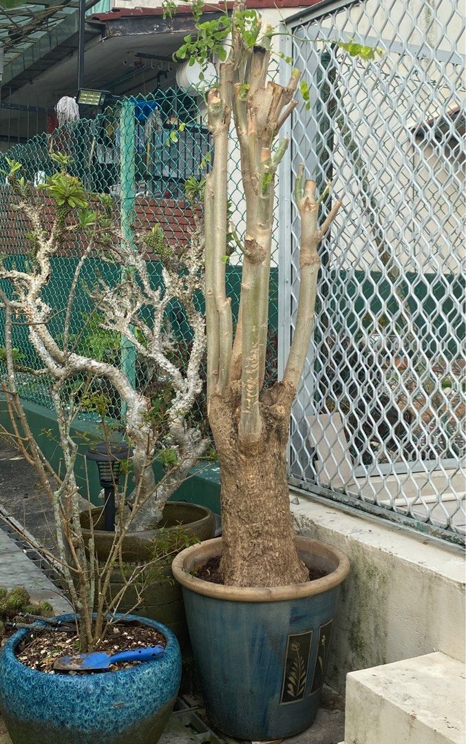 Bonsai tree Moringa for sale, Furniture & Home Living, Gardening, Plants &  Seeds on Carousell