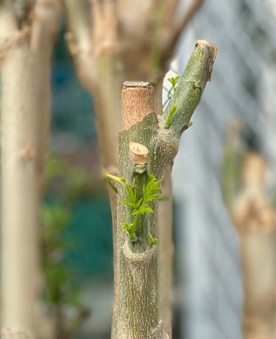 Bonsai tree Moringa for sale, Furniture & Home Living, Gardening, Plants &  Seeds on Carousell