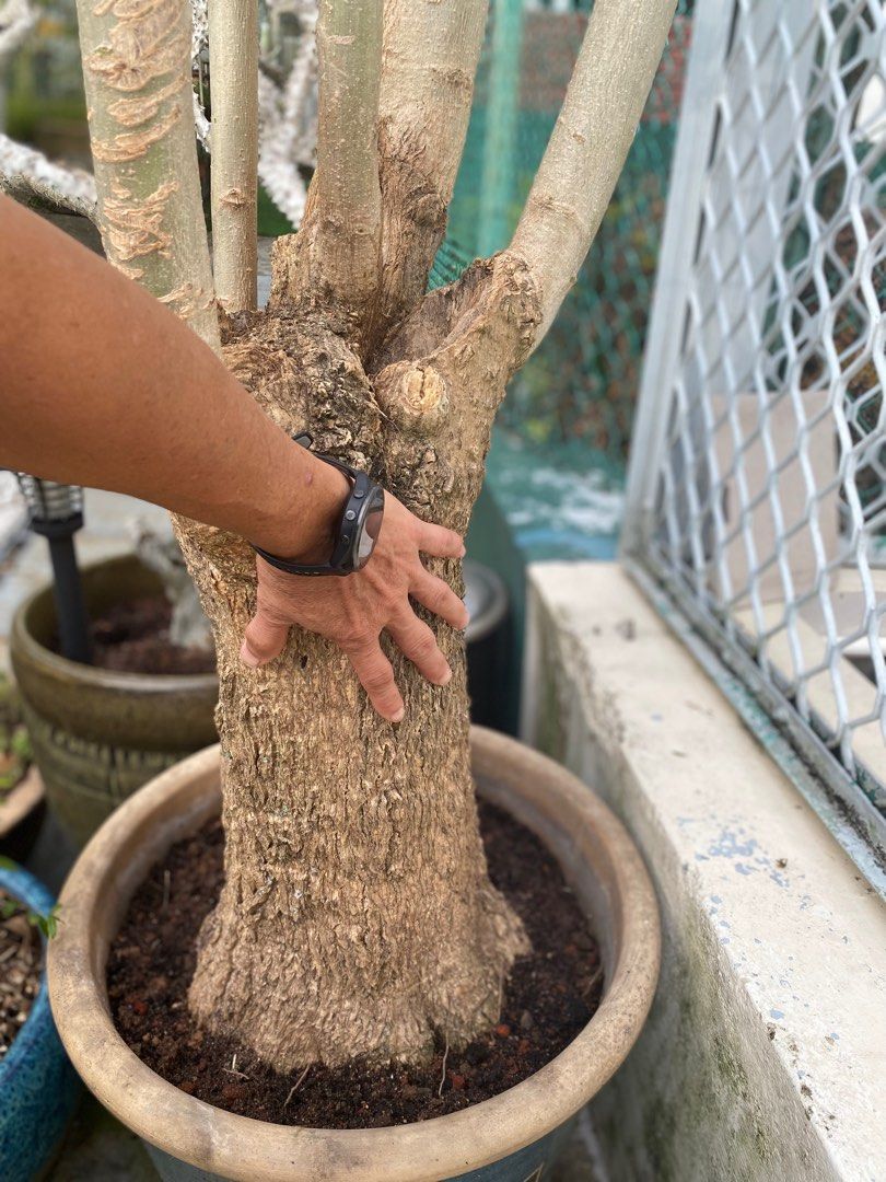 palm tree coconut 7' Artificial Coconut Palm Tree