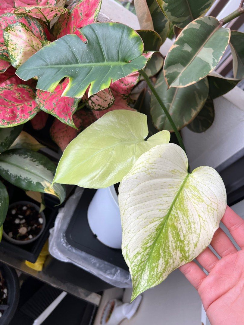 philodendron snow white Philodendron snowdrift variegata