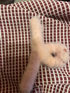 (Category: ) located in . Submitted by limamelia062702 (Listing ID 1367024048, Image 1). Description: .