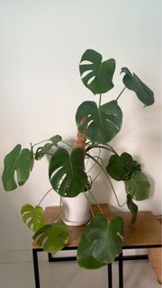 (Category: ) located in . Submitted by sa_46 (Listing ID 1366934619, Image 1). Description: .