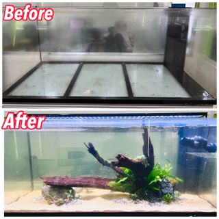 (Category: ) located in . Submitted by piscesman_aquarium_services (Listing ID 1371908191, Image 1). Description: .