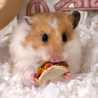 (Category: ) located in . Submitted by mintsardines (Listing ID 1372078640, Image 1). Description: .