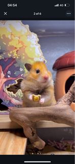 (Category: ) located in . Submitted by mintsardines (Listing ID 1372078702, Image 1). Description: .
