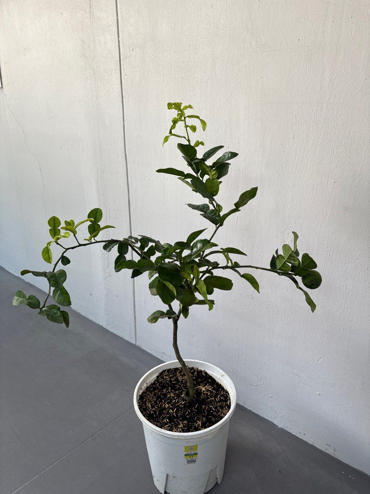Kaffir-lime Fruit Plants – Agro Nursery West Bengal