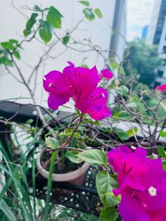 (Category: ) located in . Submitted by poonamsisodia (Listing ID 1372103891, Image 1). Description: .