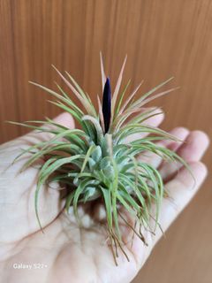 (Category: ) located in . Submitted by sghappyplant (Listing ID 1372187090, Image 1). Description: .