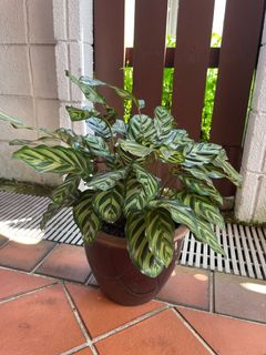 (Category: ) located in . Submitted by e_o_p (Listing ID 1372124389, Image 1). Description: .
