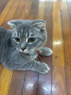 (Category: ) located in . Submitted by tuopby (Listing ID 1372103104, Image 1). Description: .