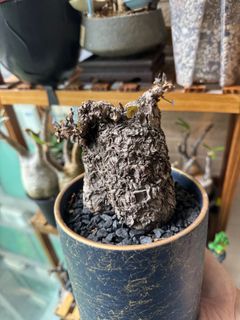 （分類：）位於 。 由 ivanpws11 提交（商品編號 1367273607，圖片 1）。簡介： 。
