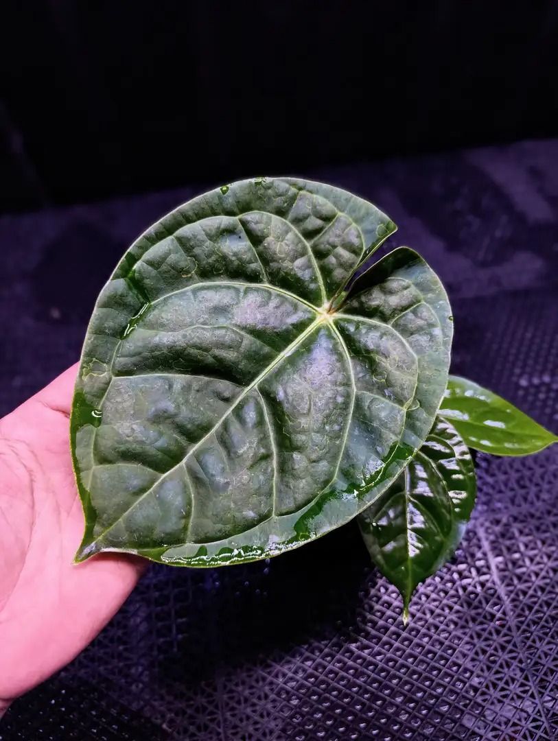 Anthurium Angel Dreams x Luxurians, Furniture & Home Living, Gardening,  Plants & Seeds on Carousell