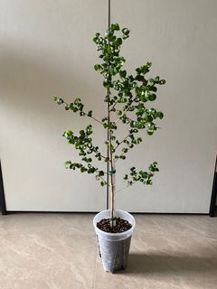 (Category: ) located in . Submitted by pgwplants (Listing ID 1367226347, Image 1). Description: .