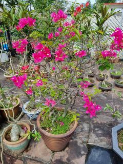 (Category: ) located in . Submitted by plantupsg (Listing ID 1367126610, Image 1). Description: .