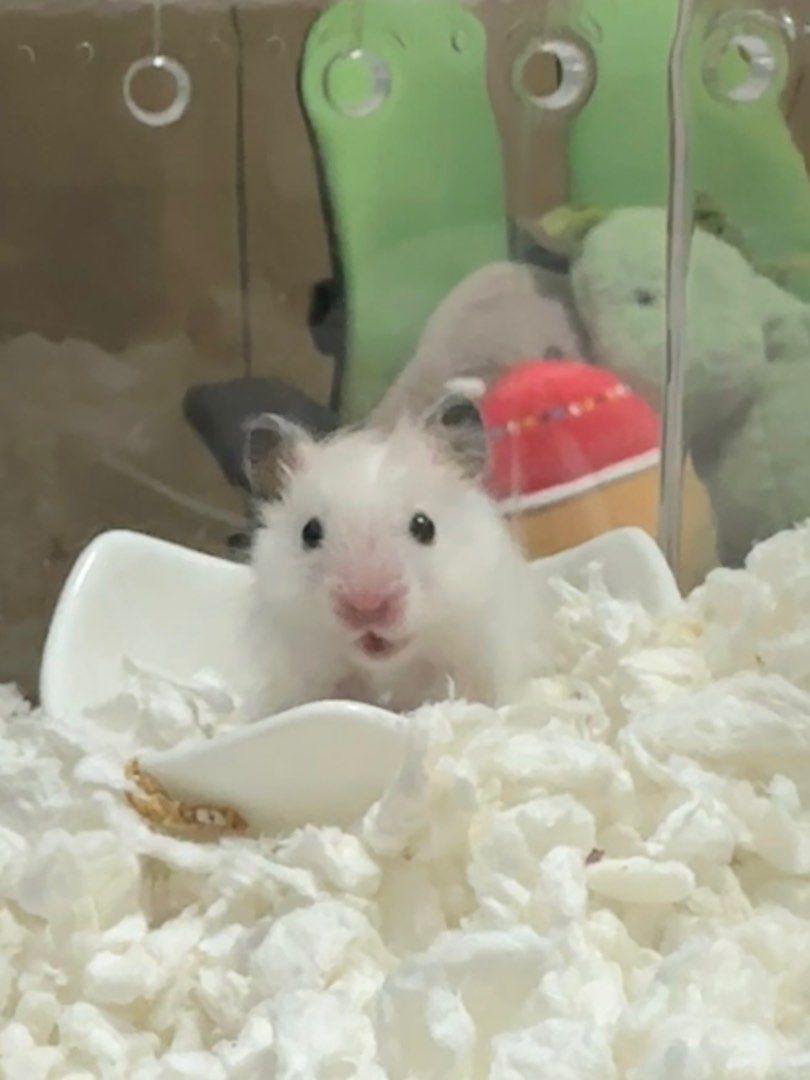 Hamster daycare, Pet Supplies, Homes Other Pet Accessories on