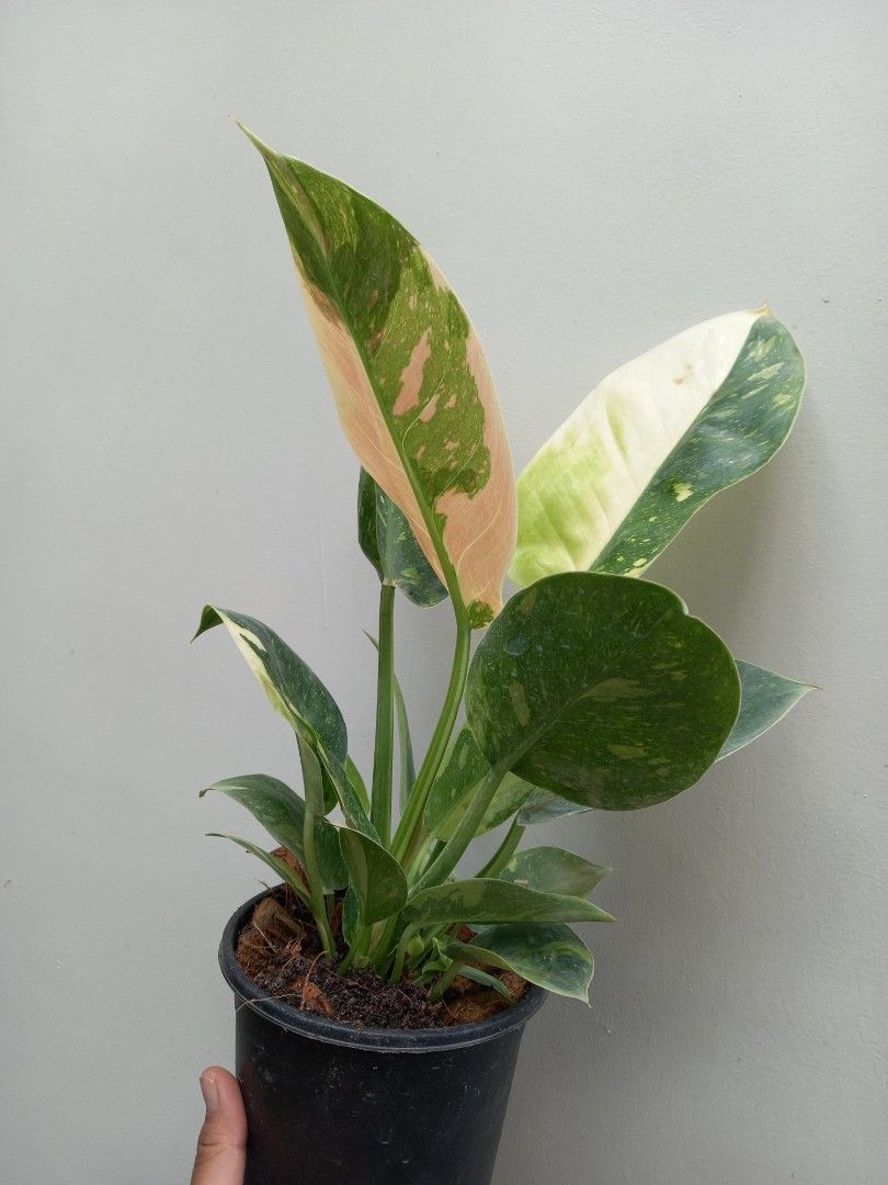 Marble Congo Big size (with babies) (Category: Plants & Seeds) located in Quezon City. Submitted by one.thin9.less (Listing ID 1367255870, Image 2). Description: .