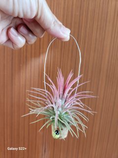 (Category: ) located in . Submitted by sghappyplant (Listing ID 1367138364, Image 1). Description: .
