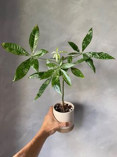 (Category: ) located in . Submitted by pgwplants (Listing ID 1367226178, Image 1). Description: .