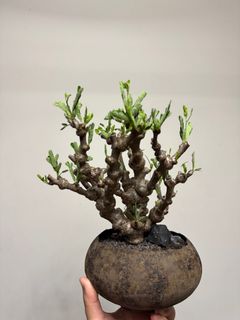 （分類：）位於 。 由 crazyk23 提交（商品編號 1367247438，圖片 1）。簡介： 。