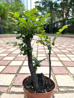 （分類：）位於 。 由 brilliantmind18 提交（商品編號 1367378486，圖片 1）。簡介： 。