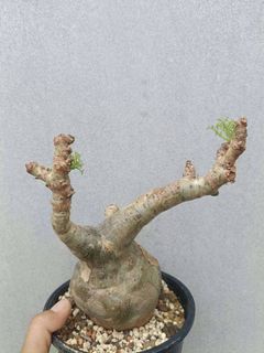 (Category: ) located in . Submitted by azaagarden.sg (Listing ID 1367374404, Image 1). Description: .