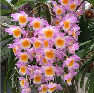 Dendrobium orchid” For Sale | Gardening | Carousell Singapore