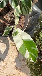 （分類：）位於 。 由 pteridology 提交（商品編號 1367329836，圖片 1）。簡介： 。