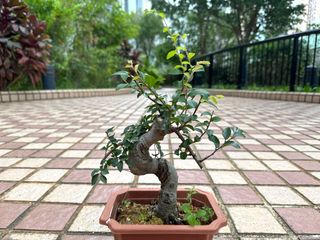 （分類：）位於 。 由 brilliantmind18 提交（商品編號 1367380455，圖片 1）。簡介： 。