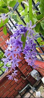 (Category: ) located in . Submitted by deltus (Listing ID 1367380497, Image 1). Description: .