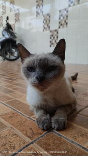 (Kategori: ) berada di . Dikirim oleh anas_47 (ID iklan 1367541334, Gambar 1). Deskripsi: .
