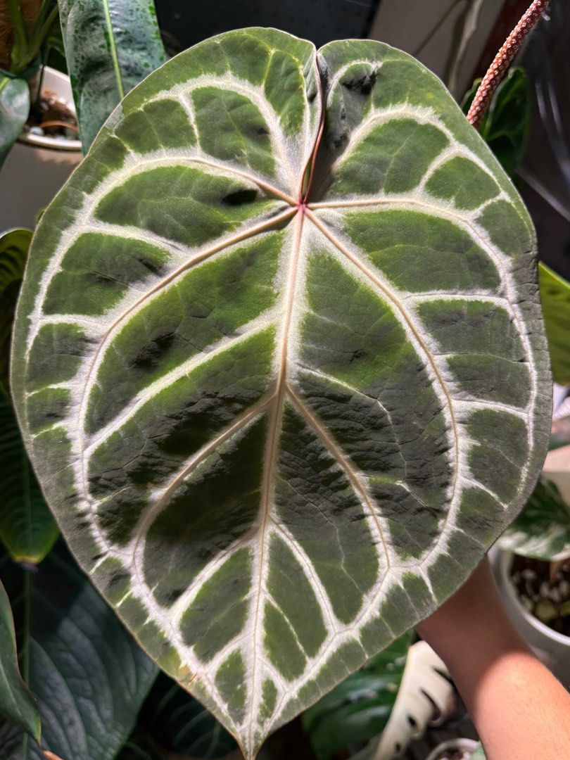 アンスリウム SKG Silver×BlackGHOST anthurium Amazon | アンスリウム