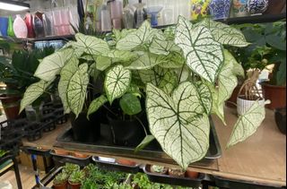 （分類：）位於 。 由 trendywa 提交（商品編號 1367773243，圖片 1）。簡介： 。