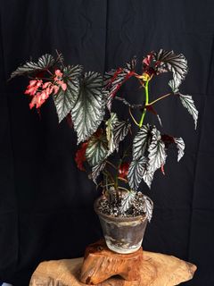 （分類：）位於 。 由 FernAroid 提交（商品編號 1367803564，圖片 1）。簡介： 。