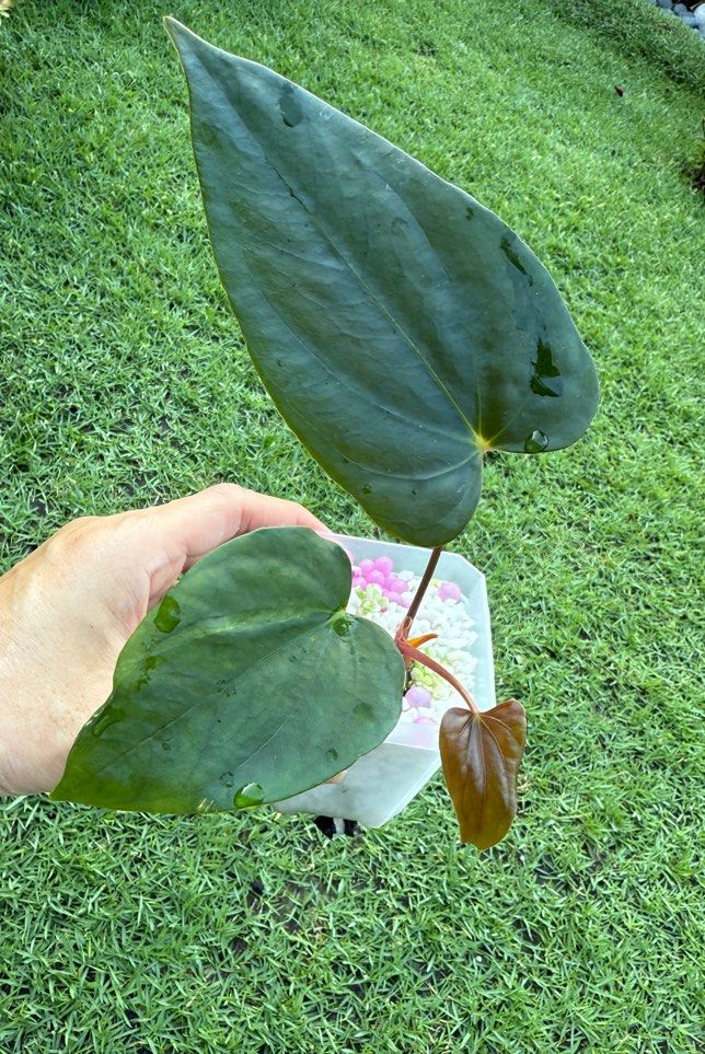 fiddle leaf fig tree artificial 40in Tall Fiddle Leaf Fig Plant