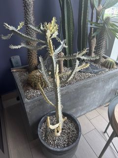 (Category: ) located in . Submitted by collartotail (Listing ID 1367706781, Image 1). Description: .
