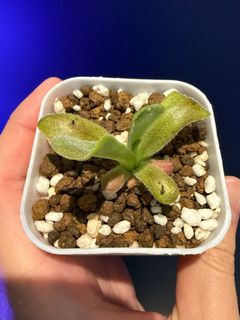 （分類：）位於 。 由 harrych5678 提交（商品編號 1367917068，圖片 1）。簡介： 。
