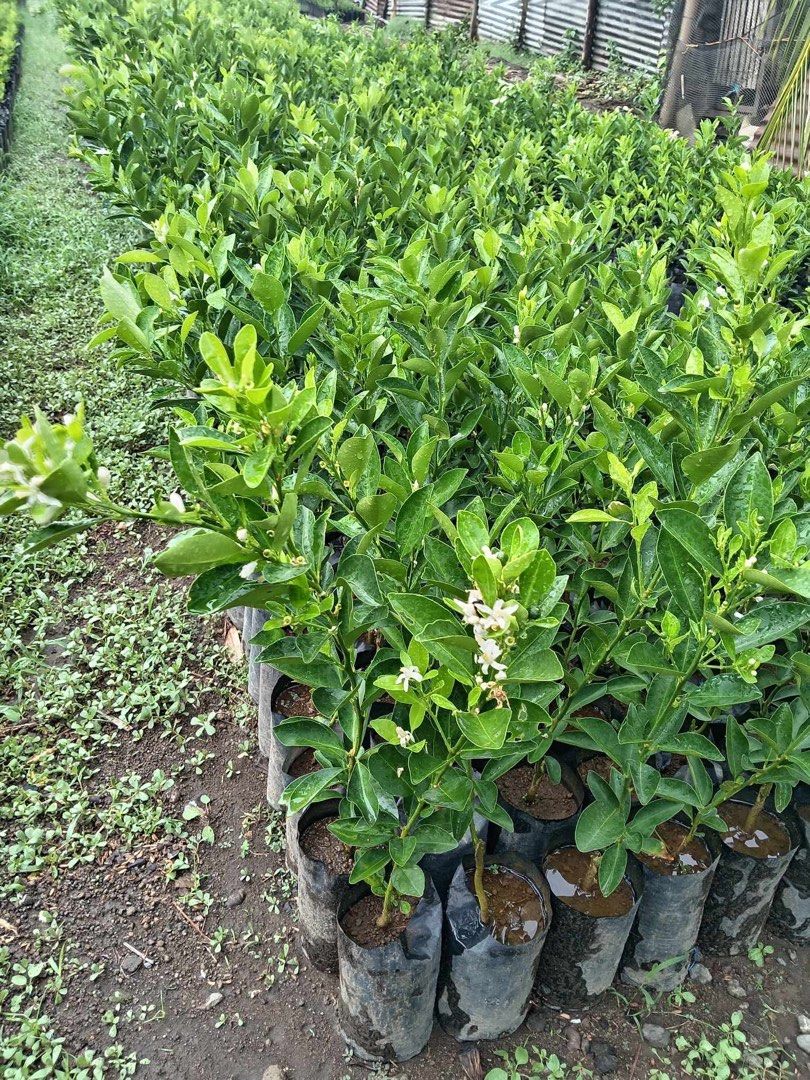 Calmansi Plant (Category: Plants & Seeds) located in Calamba. Submitted by qualityfruittrees25 (Listing ID 1367875545, Image 2). Description: Ideal for farm planting We have different sizes of the plants Big discount for bulk orders.