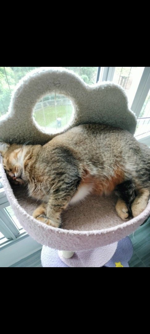 Cat Condo65075285634178116