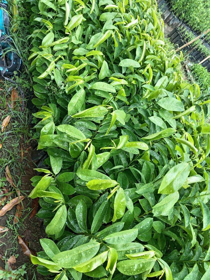 Guyabano Plants (Category: Plants & Seeds) located in Calamba. Submitted by qualityfruittrees25 (Listing ID 1367877481, Image 1). Description: We have different sizes of the plants Big discount for bulk order.