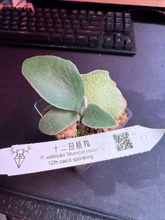 （分類：）位於 。 由 _cray_ 提交（商品編號 1368020623，圖片 1）。簡介： 。