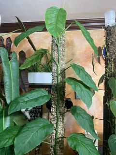 (Category: ) located in . Submitted by azlimahad84851 (Listing ID 1367991220, Image 1). Description: .
