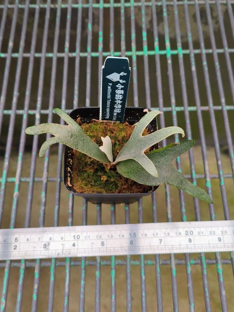 Platycerium willinckii dwarf 'Totoro' sporeling, Furniture