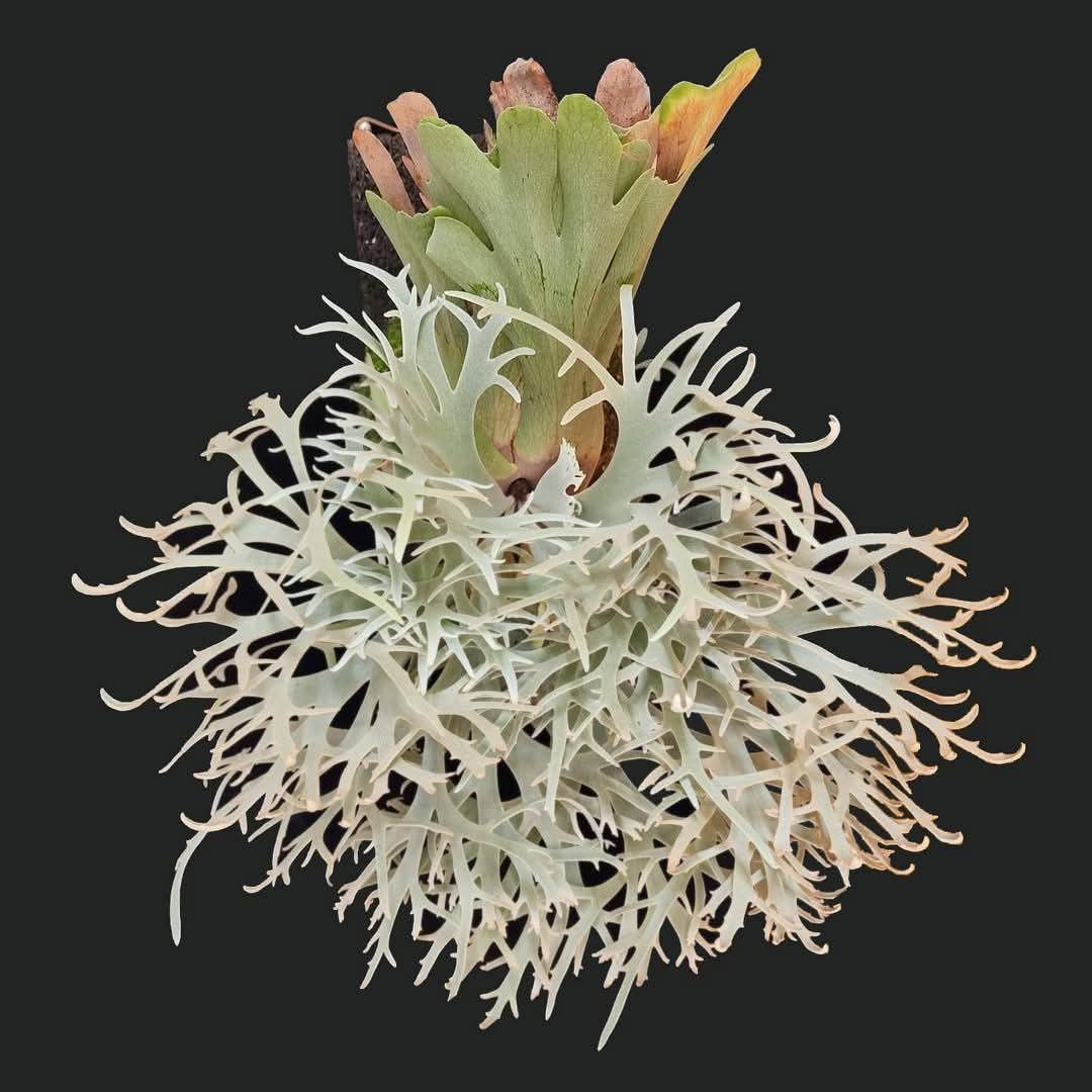 yellow moon dwarf ’totoro’ sporeling 210 yellow moon dwarf 'totoro' sporeling 210（Platycerium