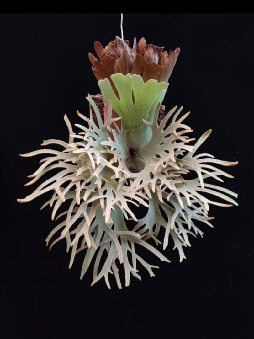 Platycerium willinckii dwarf 'Totoro' sporeling, Furniture